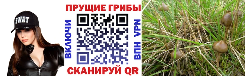 Псилоцибиновые грибы GOLDEN TEACHER Павловская